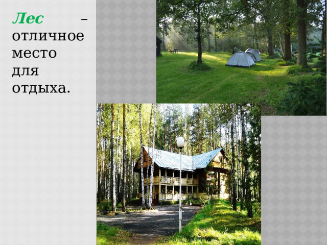 Лес – отличное место для отдыха. 