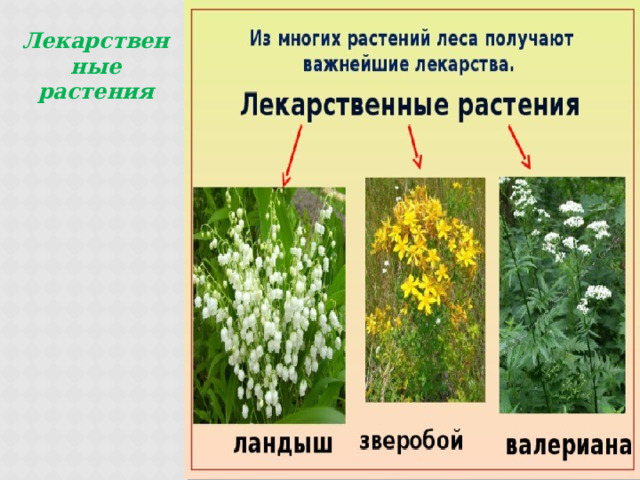 Лекарственные растения 