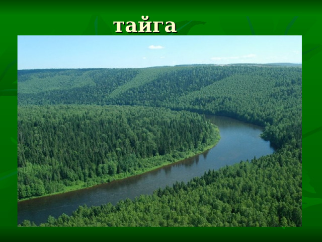 тайга 