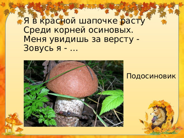 Я в красной шапочке расту  Среди корней осиновых.  Меня увидишь за версту -  Зовусь я - … Подосиновик 