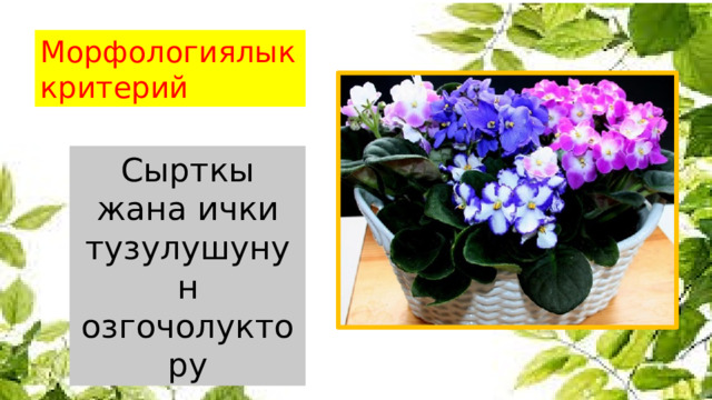 Морфологиялык критерий Сырткы жана ички тузулушунун озгочолуктору 
