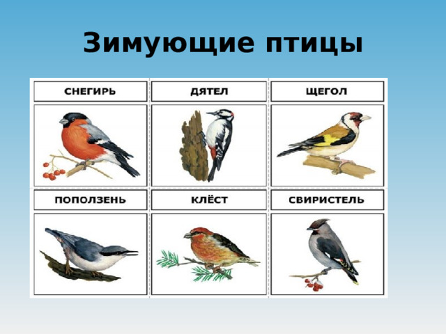 Зимующие птицы  