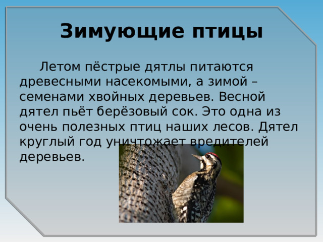 Зимующие птицы  Летом пёстрые дятлы питаются древесными насекомыми, а зимой – семенами хвойных деревьев. Весной дятел пьёт берёзовый сок. Это одна из очень полезных птиц наших лесов. Дятел круглый год уничтожает вредителей деревьев.  