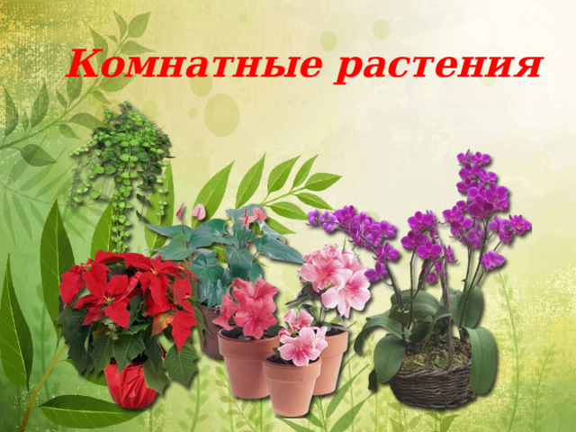 Комнатные растения 