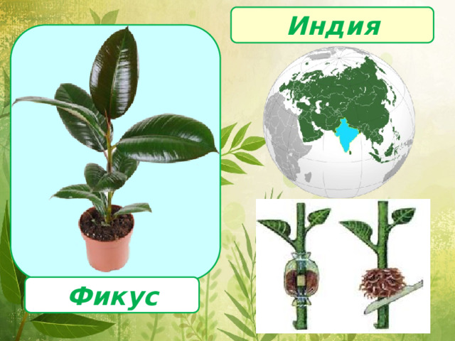 Индия  Фикус 