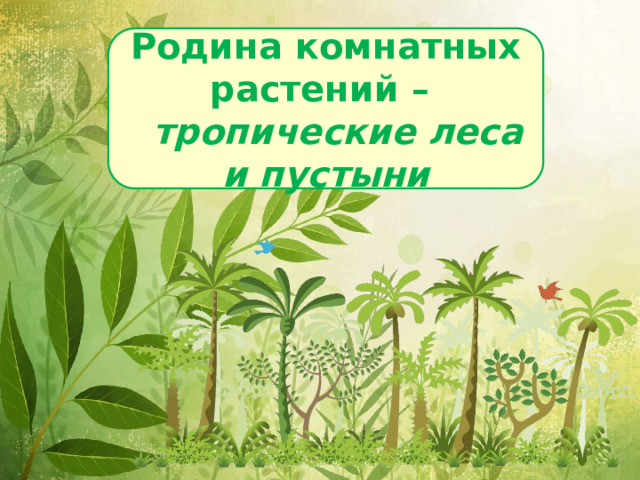 Родина комнатных растений –  тропические леса и пустыни 