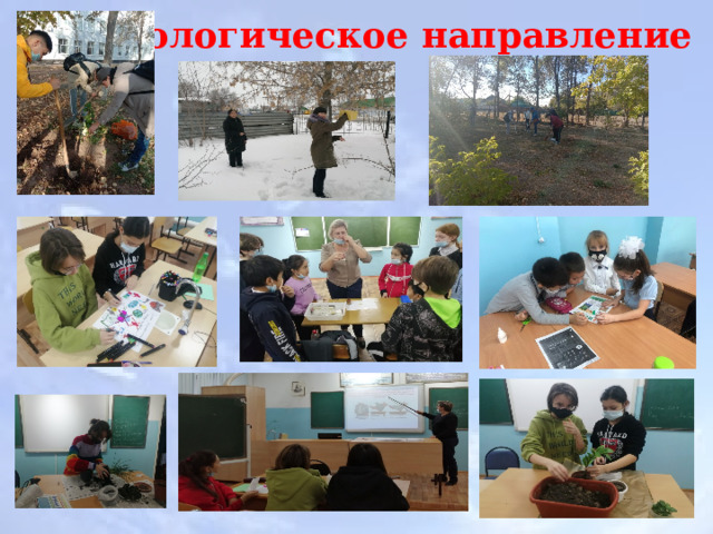 Экологическое направление 