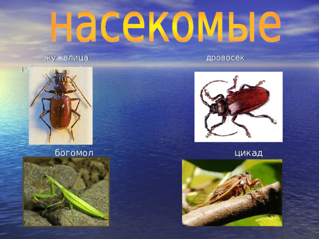     жужелица дровосек зубчатогрудый  богомол цикад 