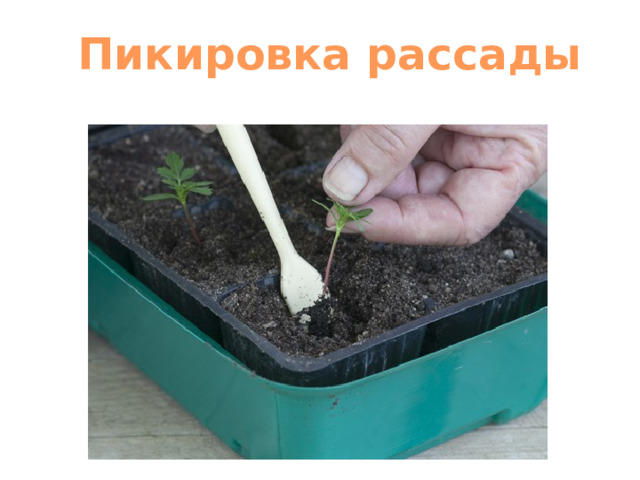 Пикировка рассады 