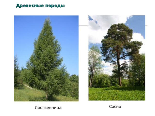 Древесные породы Сосна Лиственница 