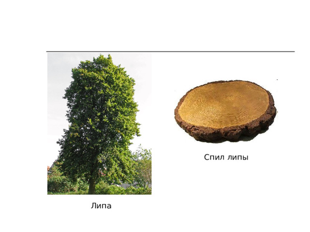 Спил липы Липа 