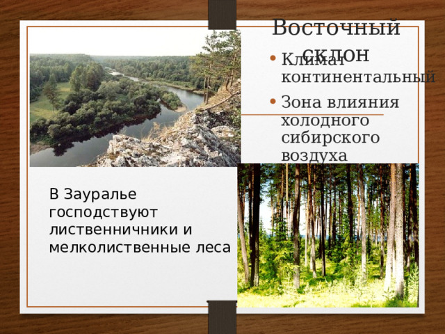 Восточный склон Климат континентальный Зона влияния холодного сибирского воздуха В Зауралье господствуют лиственничники и мелколиственные леса 