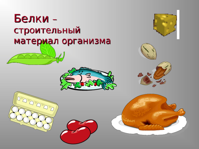 Белки  – строительный материал организма 