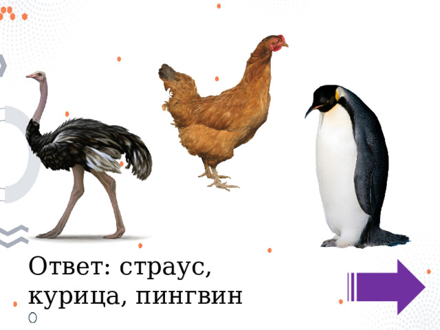 Ответ: страус, курица, пингвин 