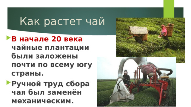 Как растет чай В начале 20 века чайные плантации были заложены почти по всему югу страны. Ручной труд сбора чая был заменён механическим. 
