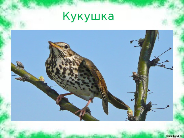 Кукушка 