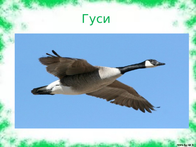Гуси 