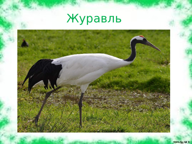Журавль 