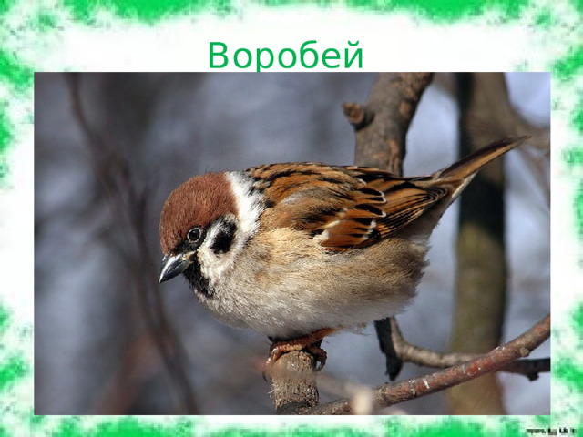 Воробей 