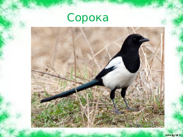Сорока 
