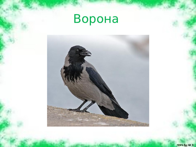Ворона 