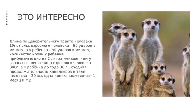 Это интересно Длина пищеварительного тракта человека 10м, пульс взрослого человека – 60 ударов в минуту, а у ребенка – 90 ударов в минуту, количество крови у ребенка приблизительно на 2 литра меньше, чем у взрослого, вес сердца взрослого человека 300г, а у ребёнка до года 30 г., средняя продолжительность капилляров в теле человека – 30 км, одна клетка кожи живет 1 месяц и т.д. 