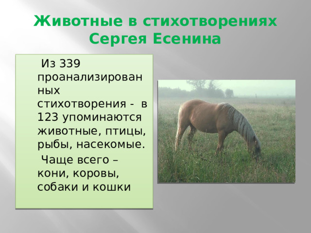 Животные в стихотворениях Сергея Есенина  Из 339 проанализированных стихотворения - в 123 упоминаются животные, птицы, рыбы, насекомые.  Чаще всего – кони, коровы, собаки и кошки 