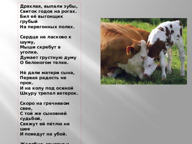 Дряхлая, выпали зубы,  Свиток годов на рогах.  Бил её выгонщик грубый  На перегонных полях.   Сердце не ласково к шуму,  Мыши скребут в уголке.  Думает грустную думу  О белоногом телке.   Не́ дали матери сына,  Первая радость не прок.  И на колу под осиной  Шкуру трепал ветерок.   Скоро на гречневом свее,  С той же сыновней судьбой,  Свяжут ей пе́тлю на шее  И поведут на убой.   Жалобно, грустно и тоще  В землю вопьются рога…  Снится ей белая роща  И травяные луга. 1915 г. 