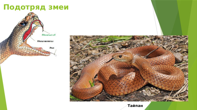 Подотряд змеи Тайпан 