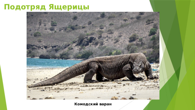 Подотряд Ящерицы Комодский варан 