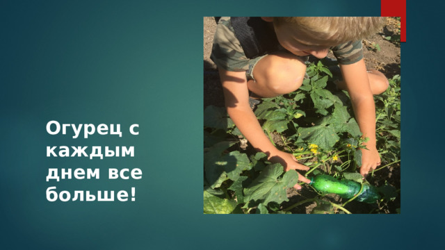 Огурец с каждым днем все больше! 