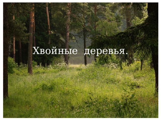 Хвойные деревья. 
