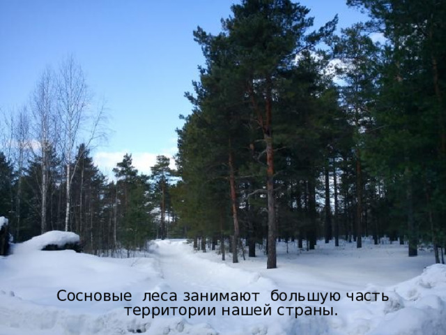 Сосновые леса занимают большую часть территории нашей страны. 