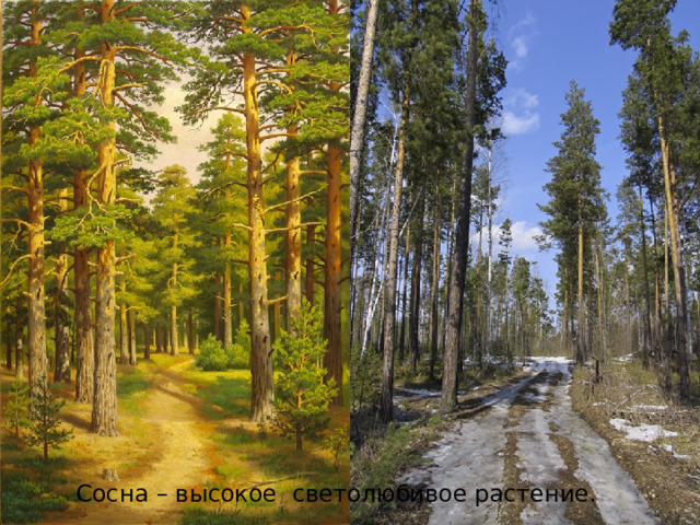 Сосна – высокое светолюбивое растение. 