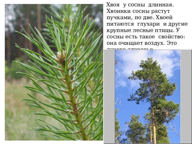  Хвоя у сосны длинная. Хвоинки сосны растут пучками, по две. Хвоей питаются глухари и другие крупные лесные птицы. У сосны есть такое свойство: она очищает воздух. Это дерево здоровья. 