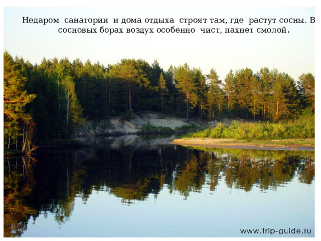 Недаром санатории и дома отдыха строят там, где растут сосны. В сосновых борах воздух особенно чист, пахнет смолой . 
