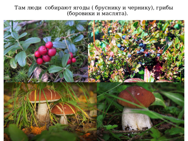 Там люди собирают ягоды ( бруснику и чернику), грибы (боровики и маслята). 