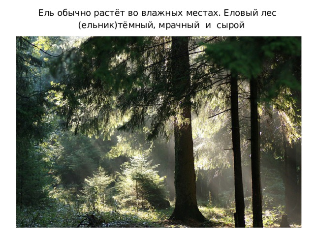 Ель обычно растёт во влажных местах. Еловый лес (ельник)тёмный, мрачный и сырой . 