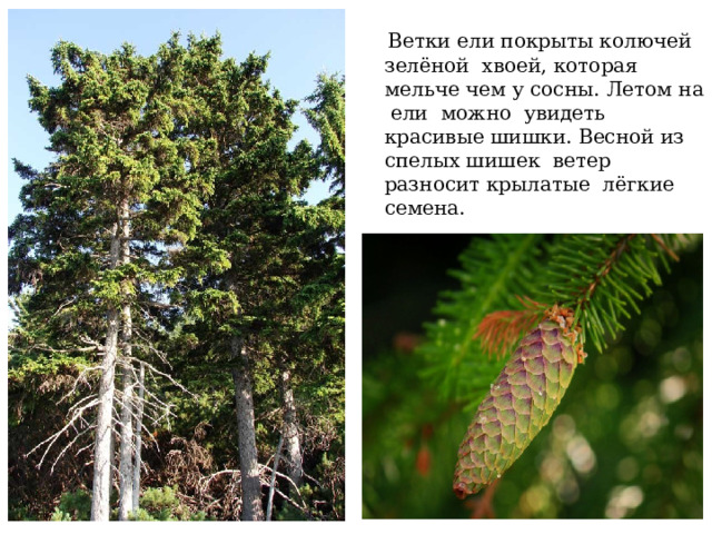  Ветки ели покрыты колючей зелёной хвоей, которая мельче чем у сосны. Летом на ели можно увидеть красивые шишки. Весной из спелых шишек ветер разносит крылатые лёгкие семена. 