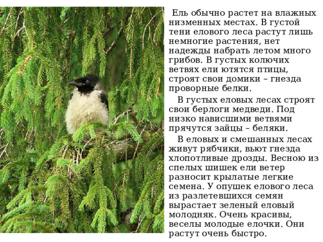  Ель обычно растет на влажных низменных местах. В густой тени елового леса растут лишь немногие растения, нет надежды набрать летом много грибов. В густых колючих ветвях ели ютятся птицы, строят свои домики – гнезда проворные белки.  В густых еловых лесах строят свои берлоги медведи. Под низко нависшими ветвями прячутся зайцы – беляки.  В еловых и смешанных лесах живут рябчики, вьют гнезда хлопотливые дрозды. Весною из спелых шишек ели ветер разносит крылатые легкие семена. У опушек елового леса из разлетевшихся семян вырастает зеленый еловый молодняк. Очень красивы, веселы молодые елочки. Они растут очень быстро. 