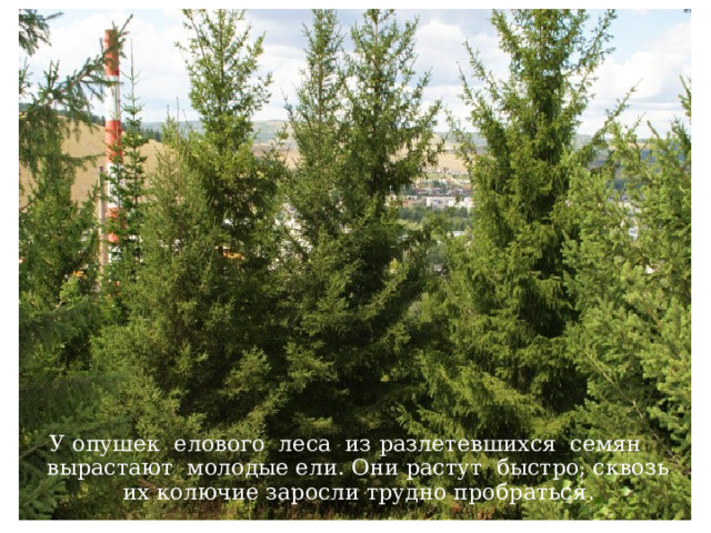 У опушек елового леса из разлетевшихся семян вырастают молодые ели. Они растут быстро, сквозь их колючие заросли трудно пробраться . 