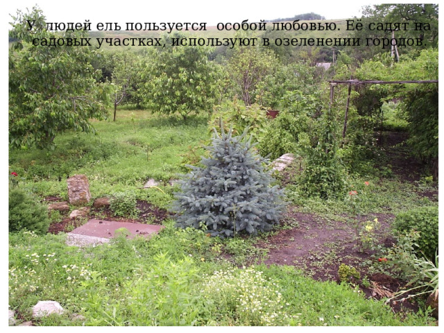  У людей ель пользуется особой любовью. Её садят на садовых участках, используют в озеленении городов . 