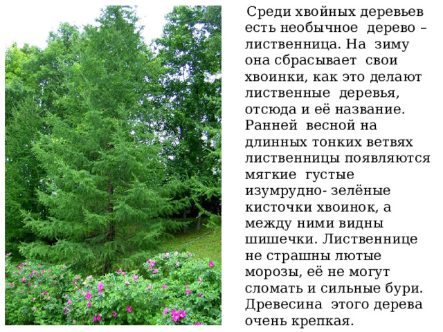  Среди хвойных деревьев есть необычное дерево – лиственница. На зиму она сбрасывает свои хвоинки, как это делают лиственные деревья, отсюда и её название. Ранней весной на длинных тонких ветвях лиственницы появляются мягкие густые изумрудно- зелёные кисточки хвоинок, а между ними видны шишечки. Лиственнице не страшны лютые морозы, её не могут сломать и сильные бури. Древесина этого дерева очень крепкая. 