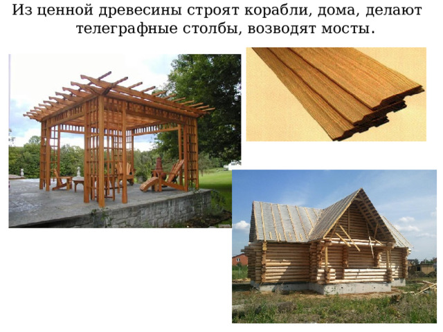 Из ценной древесины строят корабли, дома, делают телеграфные столбы, возводят мосты . 