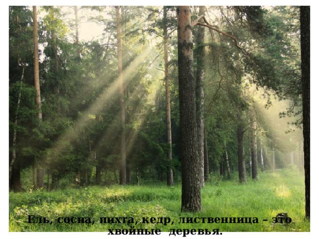 Ель, сосна, пихта, кедр, лиственница – это хвойные деревья. 
