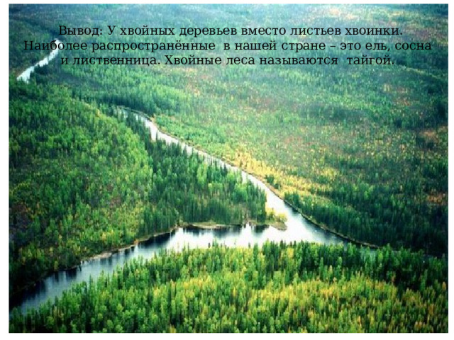  Вывод: У хвойных деревьев вместо листьев хвоинки. Наиболее распространённые в нашей стране – это ель, сосна и лиственница. Хвойные леса называются тайгой . 