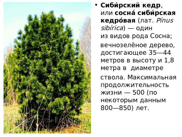 Сиби́рский кедр , или  сосна́ сиби́рская кедро́вая  (лат.  Pínus sibírica ) — один из видов рода Сосна;   вечнозелёное дерево, достигающее 35—44 метров в высоту и 1,8 метра в  диаметре   ствола. Максимальная продолжительность жизни — 500 (по некоторым данным 800—850) лет. 
