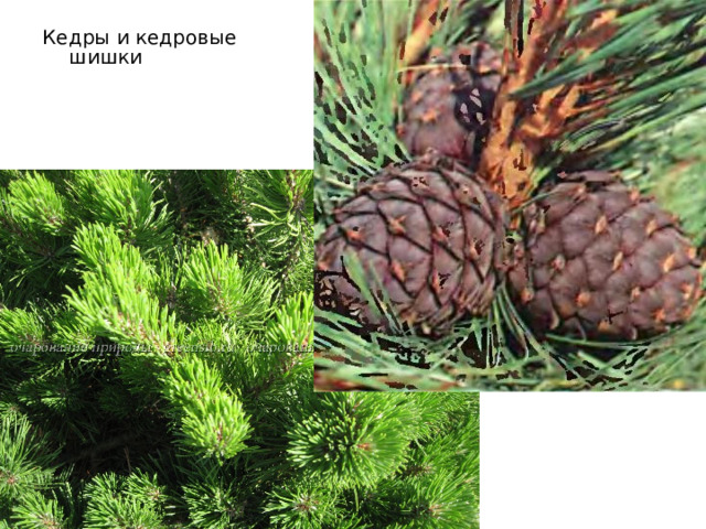 Кедры и кедровые шишки 