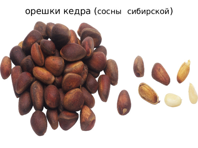 орешки кедра ( сосны  сибирской ) 