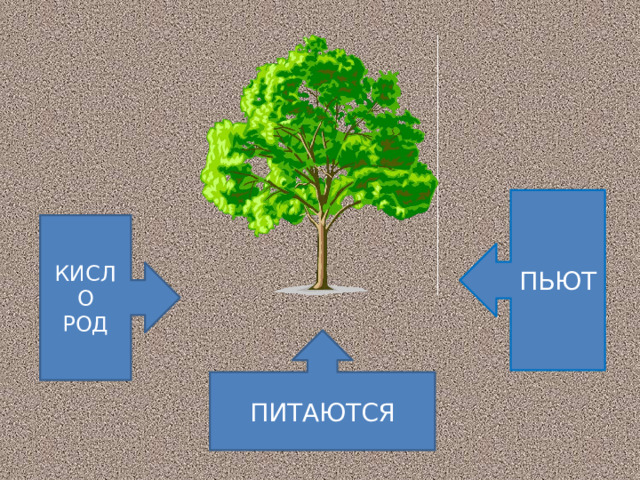 ПЬЮТ КИСЛО РОД ПИТАЮТСЯ 